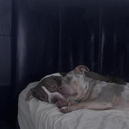 Pitbull Puppies for Adoption in Union, nj