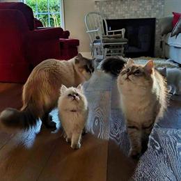 Siberian Kittens for Loving Homes in Ohio City, oh