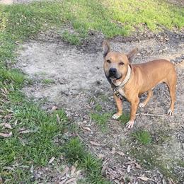 Male Jenkins Dog, 3 Years Old, Available for Rehoming in Hammond, la