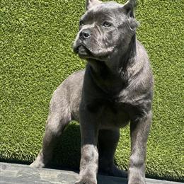 Cane Corso Female Available - AKC Registered in Fairburn, ga