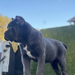 Cane Corso - 3 Month Old Male Available in Fairburn, ga