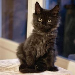 Hypoallergenic Cats Ready for Adoption in Ohio City, oh