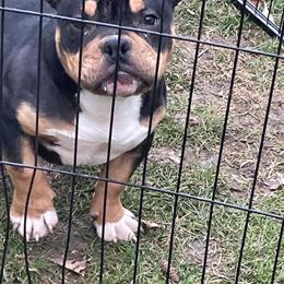 Black Tri Micro Bully Looking for Forever Home in Lansing, mi