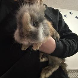 Two Male Dogs for Rehoming - $15 in New Philadelphia, oh