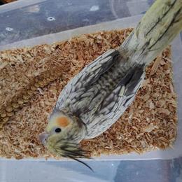 Cockatiels - Hand Fed and Ready for Pickup or Shipping in Jonesborough, tn