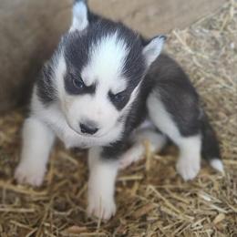 Siberian Husky Puppies Available for Adoption in Jonesborough, tn