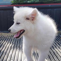 American Eskimo Spitz Puppy Available in Jonesborough, tn