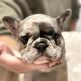 French Bulldogs for Adoption in Bloomington, il