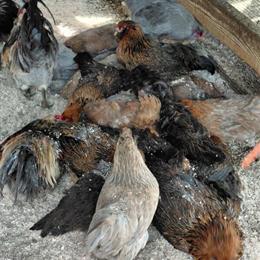 Ameraucana Chicks for Sale in Kendallville, in