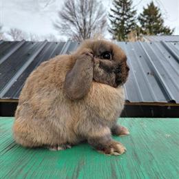 Holland Lop Doe for Adoption in Kendallville, in