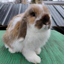 Holland Lop Doe - Tri Color, 12 Weeks Old in Kendallville, in