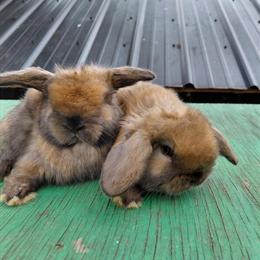 Holland Lop Bunnies for Adoption in Kendallville, in