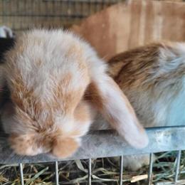 Mini Lop Bunnies Available for Adoption in Kendallville, in