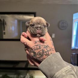 AKC French Bulldogs Available for Adoption in Lock Haven, pa