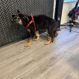 German Shepherd Puppy Seeking New Home in Gwynn Oak, md