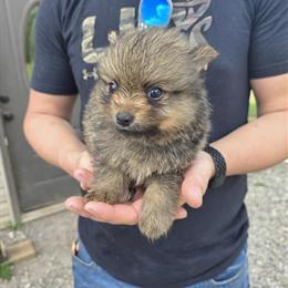 Akc Male Pomeranians Available with Full Rights in Southaven, ms