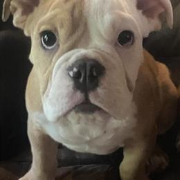 Olde English Bulldog Puppies Available in Glasgow, ky