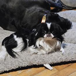 Japanese Chin Puppies Available in Sheboygan, wi