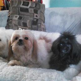 Poochins - Small Hypoallergenic Puppies Available in Sheboygan, wi