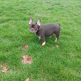 Female French Bulldog - 4 Months Old, Vet Checked and Vaccinated in Lancaster, oh