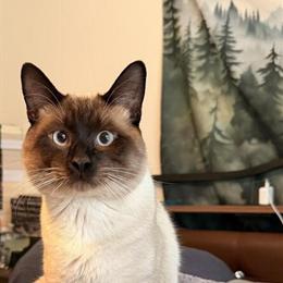 Siamese Kittens Ready for New Homes in Grovetown, ga