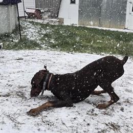 9 Month Old Full Blooded Doberman for Adoption in Matthews, nc