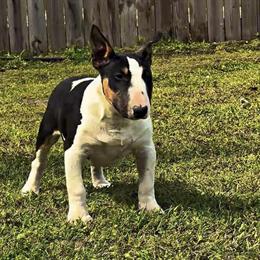 Bull Terriers - 12 Weeks Old AKC Registered Females Available in Jacksonville, nc