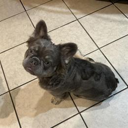 Proven Fluffy French Bulldog Ozzy Available for Stud Services in Cincinnati, oh