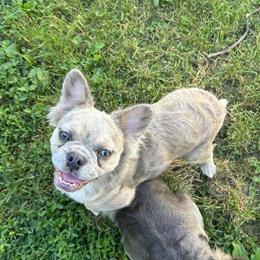 Proven Fluffy French Bulldog Romeo Available for Stud Service in Cincinnati, oh