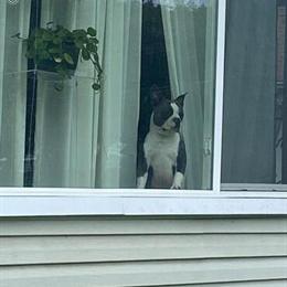 Boston Terrier Available for Stud in Cincinnati, oh