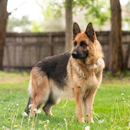 German Shepherd Davina - 7 Years Old and Loving in Jamestown, tn
