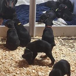 Male AKC European Doberman Puppy Available in Altoona, pa
