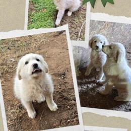 Great Pyrenees Puppies - 2 Males Ready for New Homes in Shelby, nc