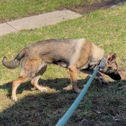 Female German Shepherd Available for Adoption in Chicago Heights, il