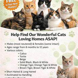 Free Cats Looking for Loving Homes in Chicago Heights, il