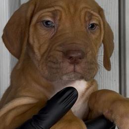 Bandog Puppies Available - Ready in 2 Weeks in Chicago Heights, il