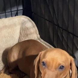 Mini Red Dachshund - Sweet and Loving in Morehead, ky