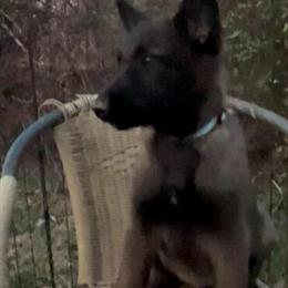 Belgian Malinois Puppies for Adoption in Corbin, ky
