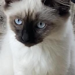 Siamese Kitten for Sale in Corbin, ky