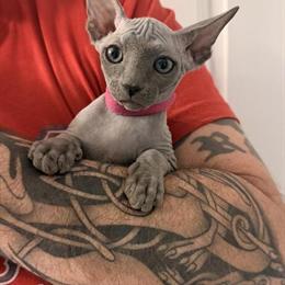 Sphynx Kittens for Sale - Limited Time Offer in Plymouth, ma
