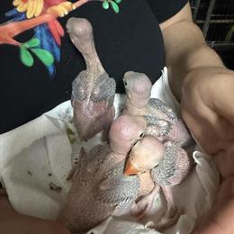 Indian Ringneck Baby for Handfeeding in Spring, tx