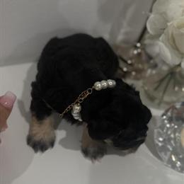 Miniature Schnauzer - Female Black and Tan with Vaccines in Garner, nc