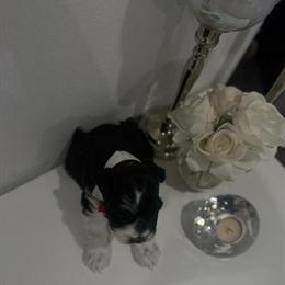 Miniature Schnauzer Male for Sale in Garner, nc