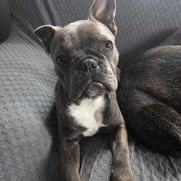Female Frenchton Puppy Looking for a Loving Home in Butler, ky