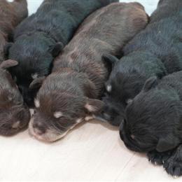 Schnauzer Puppies - 2 Weeks Old, Ready in March in Statesville, nc