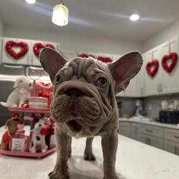 Isabella Males and Velvet Big Rope Snakes for Sale in Statesville, nc