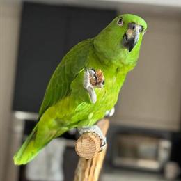 Yellow-naped Amazon Parrot with Cage and Accessories in Utica, mi