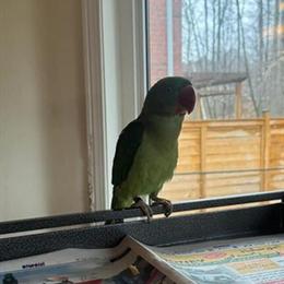 Friendly Male Alexandrine Parakeet for Rehoming in Utica, mi
