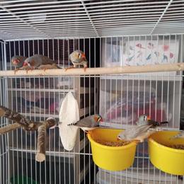 Zebra Finches and Society Finches for Sale in North Hollywood, ca