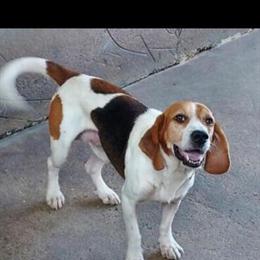 Beagle puppies available with health records and papers in Tifton, ga